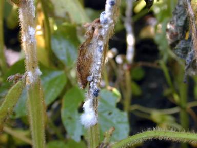 Склеротиниоз (белая гниль) сои