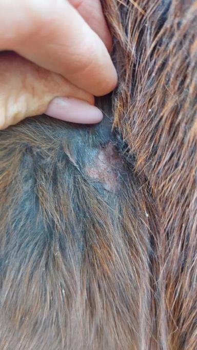 Вопросы из чатов: почему лошадь угнетена?