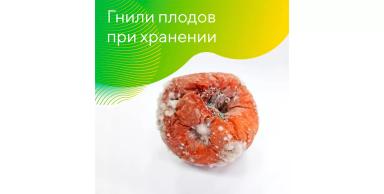 Защита урожая от болезней