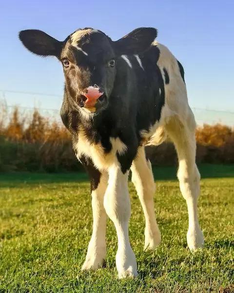 Перспективно ли содержание телят в парах?