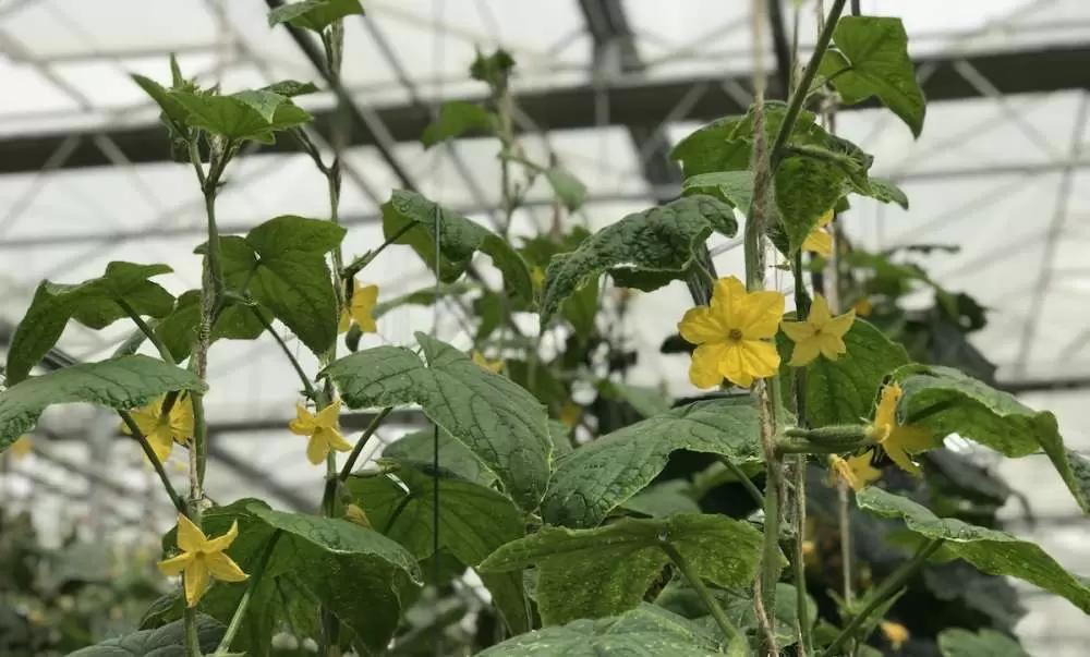 Энергетический кризис cнизил урожай тепличных овощей в Нидерландах