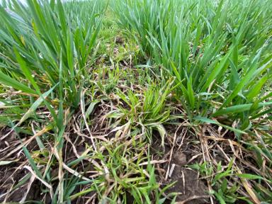 Эффективность осенней обработки посевов озимой пшеницы гербицидом Паллас КА