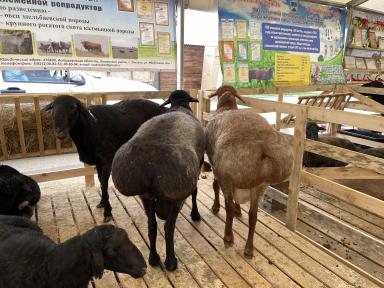 Эдильбаевская порода овец