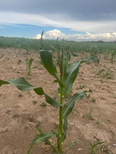 Экстремальное сельское хозяйство
