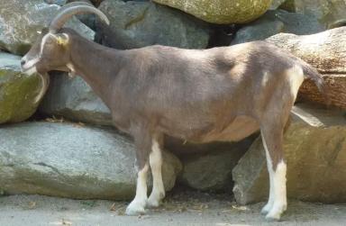 Тюрингийская лесная