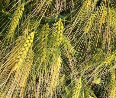 Озимый ячмень Лайс