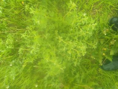 "Балерина" по росе, продолжение