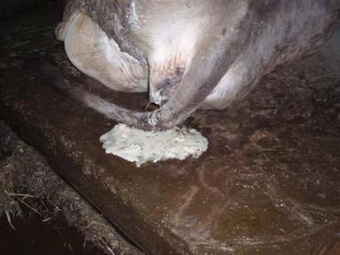 Пиометра у коров