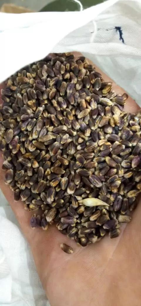 Что за пшеница?