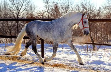 Орловская рысистая порода 