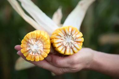 Форттуно - гибрид кукурузы (Zea mays L.).