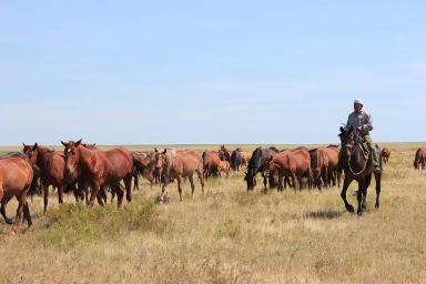 Кушумская порода лошадей