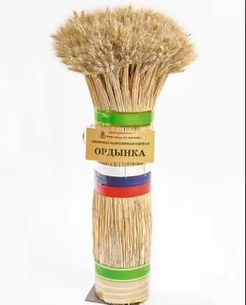 Ордынка сорт пшеницы шарозерной озимой