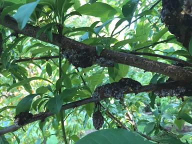 Черная узловатость косточковых культур