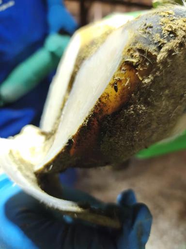 Кормление для здоровья копытец.