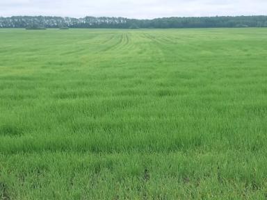 Вопросы из чатов: что с ячменем?