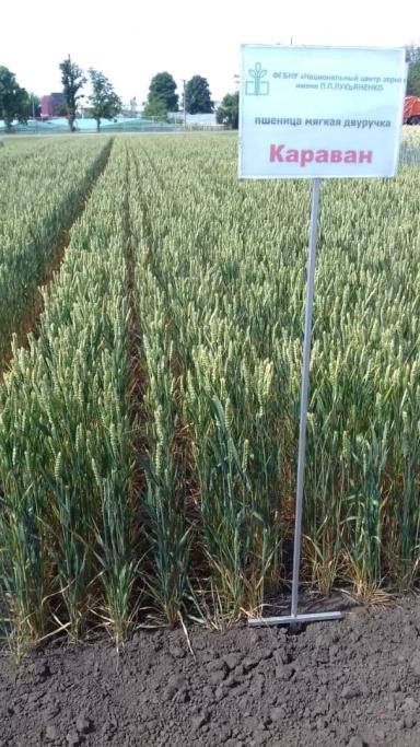 Караван сорт мягкой озимой пшеницы
