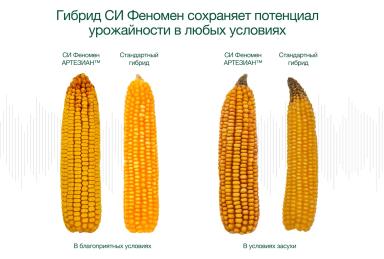Гибриды кукурузы бренда АРТЕЗИАН™: когда генетика «запрограммирована» на успех