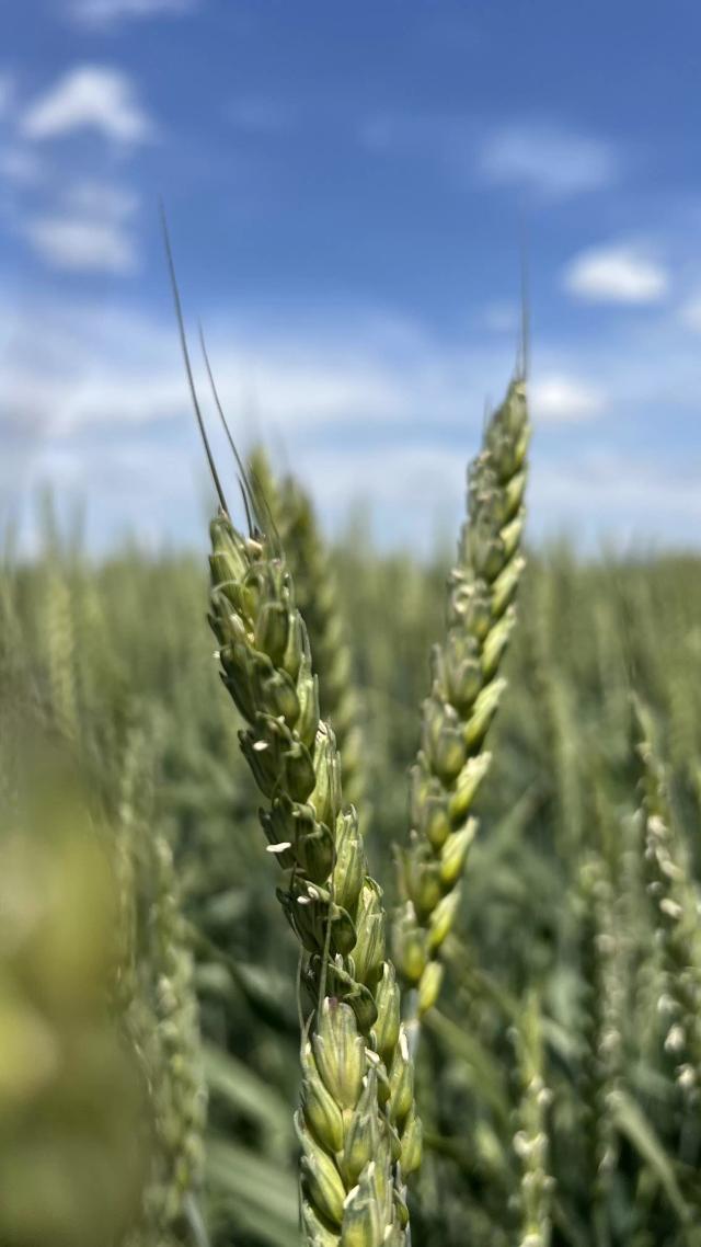 Озимая пшеница во всей своей красе.