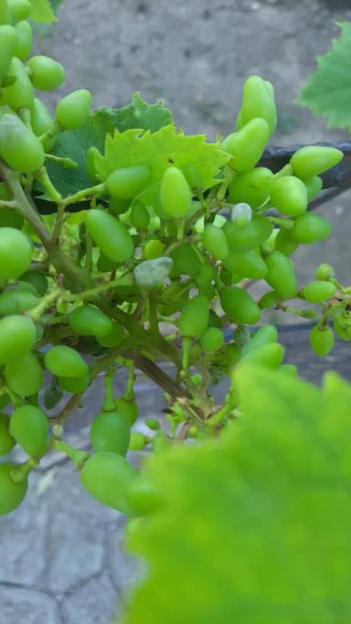 Вопросы из чатов: Налет на винограде