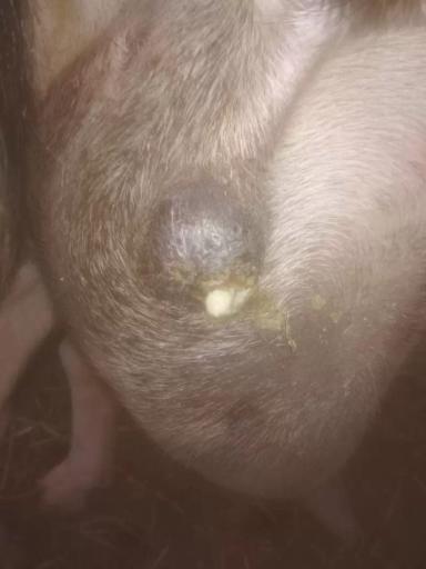 Вопросы из чатов: почему у козы появляются "шишки"?