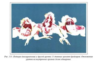 Вегад - Атлас болезней птицы. Ч. 23. Подагра