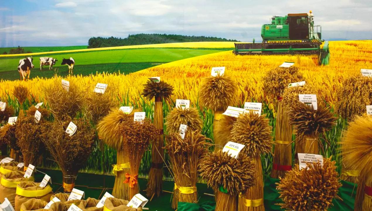 Новинки Уральской селекции яровой пшеницы