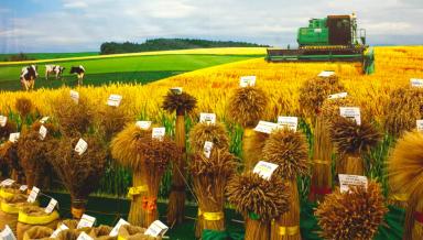 Новинки Уральской селекции яровой пшеницы