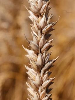 Пшеница яровая Каликсо