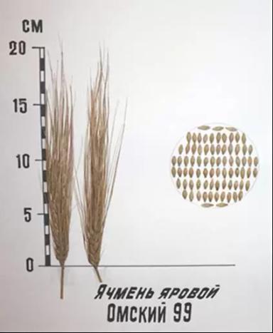 Омский 99