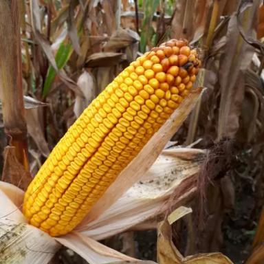 МАС 34 Б - гибрид кукурузы ( Zea mays L.).