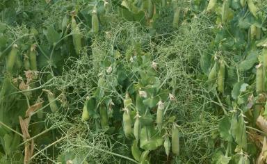 Кулон сорт гороха посевного