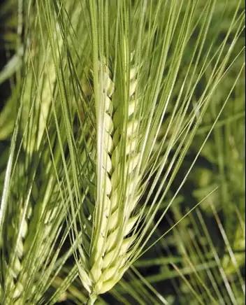 Лазарь сорт ячменя озимого