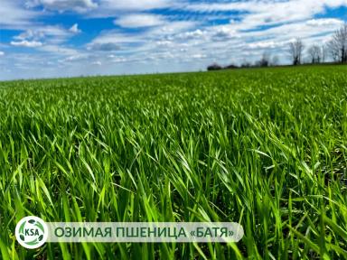 Развитие будущего урожая на полях "Крымского семенного Альянса"