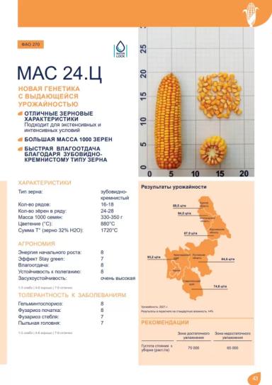 МАС 24. Ц (MAS 24 C) гибрид кукурузы