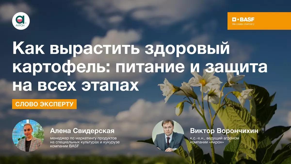Что повышает количественные, качественные и товарные показатели картофеля