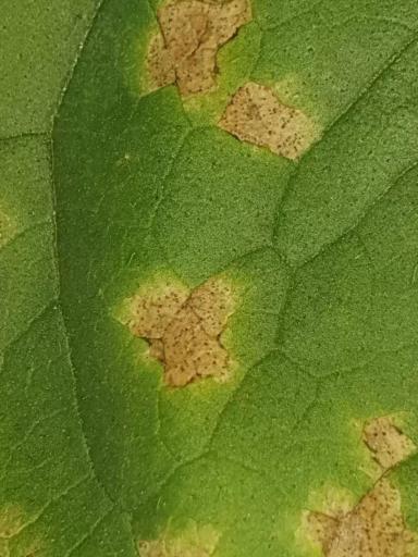 Вопросы из чатов: что за болезнь?