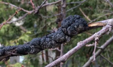 Черная узловатость косточковых культур
