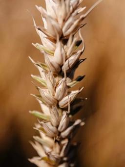 Пшеница яровая Тризо