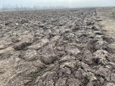 Как убрать золотарник?