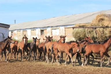 Кушумская порода лошадей