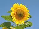 Джинн ®  - сорт подсолнечника (Helianthus annuus L.).