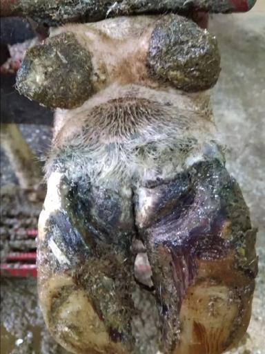 Схема лечения пальцевого дерматита