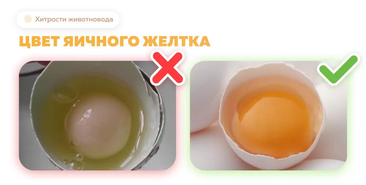 3 фактора, влияющих на цвет яичного желтка
