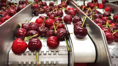 Новая технология сортировки и упаковки черешни