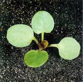 Сурепка обыкновенная