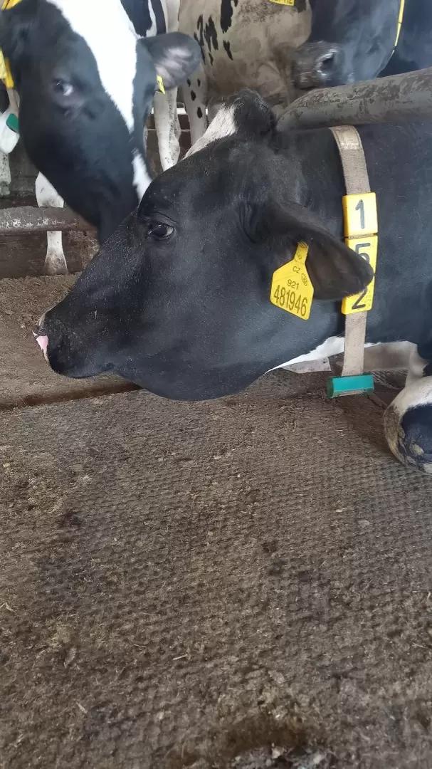 Вопросы из чатов: по какой причине у коровы возник отек?