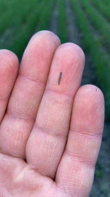 Вопросы из чатов: что за вредитель?