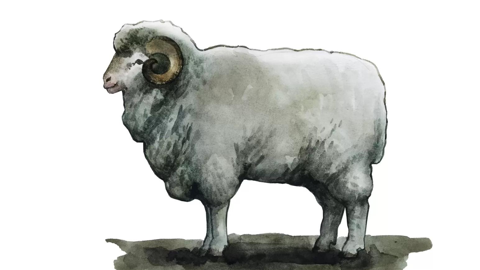 Грозненская порода овец