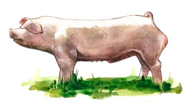 Ландрас – порода свиней